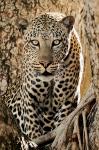 Leopard in Kidepo