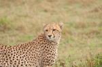 Gepard I
