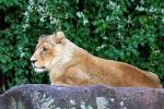 Zoo Heidelberg: Asiatischer Löwe
