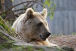 Zoo Heidelberg: Syrischer Braunbär