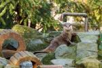 Otter im Kaisergarten Oberhausen