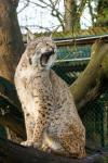 Luchs im Kaisergarten Oberhausen