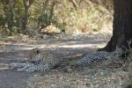 Leopardin mit Jungtier (3)