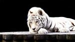 Weißer Tiger