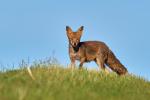Fuchs