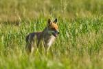Fuchs
