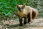 Baummarder