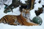 Tiger mit Ball