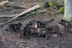 Wolfsgehege Kasselburg Timberwölfe reißen sich um Futter 3