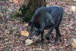 Wolfsgehege Kasselburg Timberwolf sucht