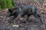 Wolfsgehege Kasselburg Timberwolf schnürt