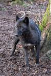 Wolfsgehege Kasselburg Timberwolf beobachtet 2