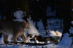 Luchs im Schnee