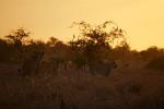Löwinnen im ersten Morgenlicht , Krüger NP