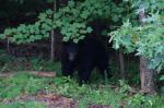 Black Bear, Smoky Mountains National Park