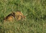 Löwin in der Serengeti