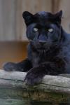 Der Panther