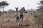 Krügerpark Zebra