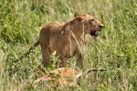 Löwin in Murchison Falls