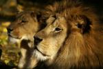 Löwen im Neuwieder Zoo