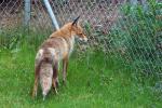 Fuchs im Stadtgarten 1