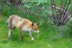 Fuchs im Stadtgarten 2