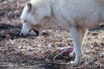 Polarwolfmahlzeit, ein Bäuerchen