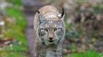 trauriger Luchs