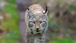 luchs_interpol