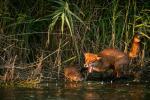 Fuchs und Nutria