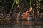 Fuchs und Nutria
