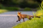 Fuchs und Nutria