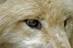 Augen einer Wölfin