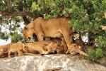 Löwenfamilie in der Serengeti 02