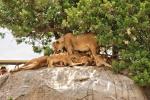 Löwenfamilie in der Serengeti 05