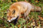 Fuchs 1