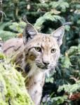 Luchs_2