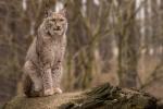 Luchs 1