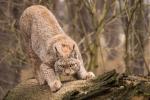 Luchs 2