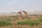 Giraffenfamilie II