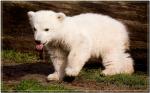 Eisbär Knut am ersten Tag in der Öffendlichkeit.
