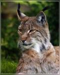 Luchs der 3.