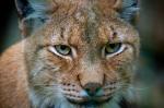 Luchs