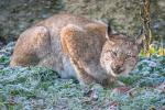 Luchs  ohne Stengel