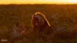 Löwen Couple