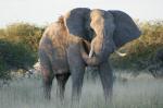 Elefant
