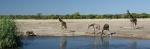 Giraffen am Wasserloch