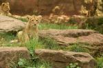 Einer von zwei ca. 3 Monate jungen asiatischen Löwen aus dem Tierpark Nürnberg
