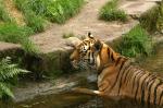 Ein Amurtiger aus dem Tierpark Nürnberg