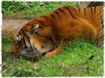 Tiger im Serengetipark